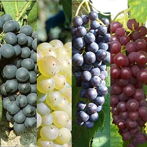 – Carbeth Plants 3 x Grape Vine Plant Collection in 9cm Pots - Nurseryman’s Mixed Low Maintenance Hardy Outdoor Fruiting Vitis Plants Ready to Grow - Ideal for UK Gardens and Allotments