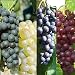 3 x Vitis Grape Mix - Garden Grape Fruit Vine Grow Your Own Grapevine main image 1