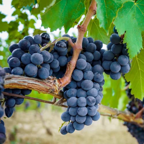 Can You Grow Grapes From Store Bought Grapes? Garden Super Power