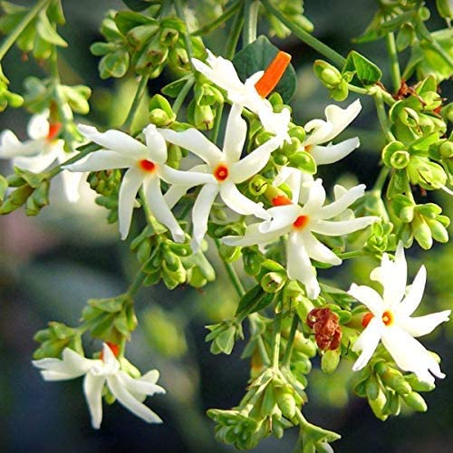 CooPany® All Variety Jasmine Plants/Multi Variety Flower Plants With Safe & Secure Plants (Pavala Malli) (B0C34CQQ8L) Amazon Price History, Amazon Price Tracker