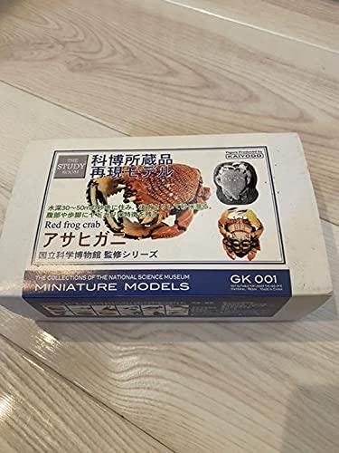 アサヒガニ 国立科学博物館監修 科博所蔵品再現モデル