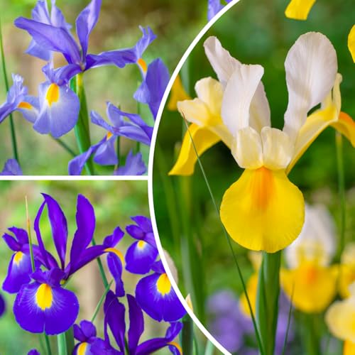 Colección holandesa de iris para jardín (50 bulbos), mezcla de lirios barbudos de Holanda, perenne y colorida, para jardín, maceta (5 variedades/colores)