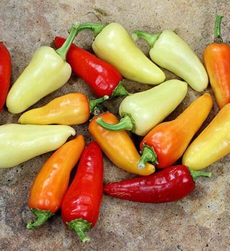 Buy4seeds 10 Seeds Santa Fe Chilli Seeds Easy to Grow Garden