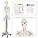 Axis Scientific Life-Size Human Skeleton Model, 5'6