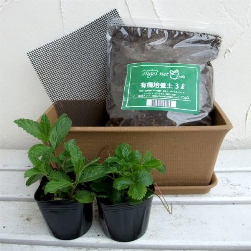 Amazon 窓辺でハーブと花の栽培セット ワイルドストロベリー スペアミント ミニプランター Diy 工具 ガーデン