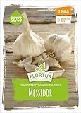 FLORTUS – Winterpflanzknoblauch XXL Messidor 3 Knollen zertifiziertes Pflanzgut, keine Samen – Knollengröße 50-60 mm – winterhart, knackig-würziger Knoblauch aus Frankreich