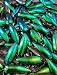 100 JEWEL BEETLE ELYTRA WINGS TAXIDERMY