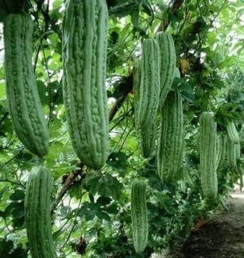 30 Seeds Bitter Gourd Seeds, Chinese Bitter Gourd