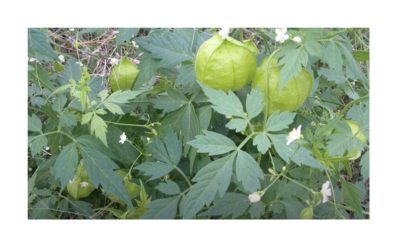 Stk - 20x Cardiospermum halicacabum Ballonrebe Herzsame Garten Pflanzen - Samen ID1609 - Seeds Plants Shop Samenbank Pfullingen Patrik Ipsa - Image 4
