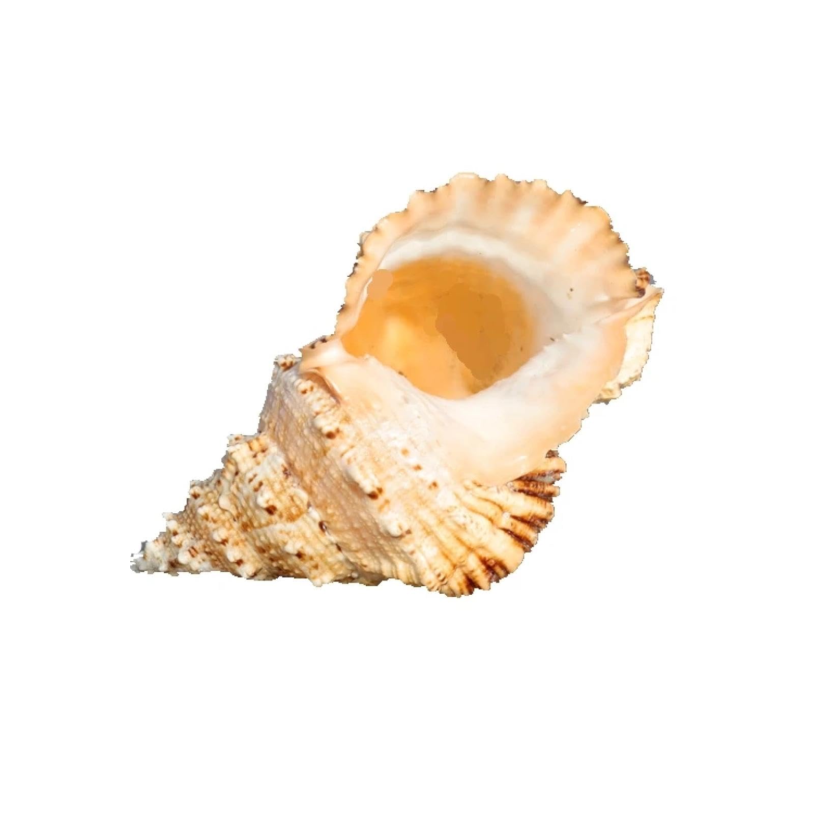 Conchiglie per decorazione, grande crisantemo, rana, lumaca, conchiglie, corno di pietra, lumaca, può essere trasformata in corno acquario decorazione naturale per la casa 18-19 cm