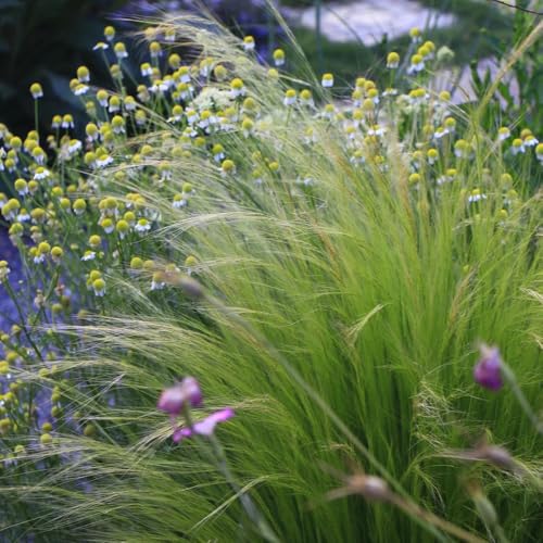 Semillas perennes resistentes al invierno de hierba de plumas, Las plantas de jardín de rocas son resistentes. Stipa tenuissima - Plantas resistentes al exterior. Plantas de balcón 300pcs