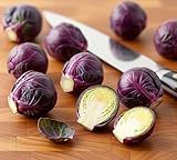 Rosenkohl Red Ball – Brüsseler Kohl – Roter Sprossenkohl – Mild & dekorativ – 25 Samen