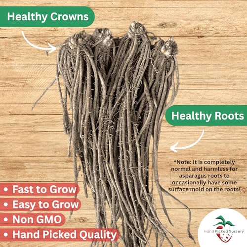 Jersey Knight Asparagus Roots - Hardy and High Yielding, 2yr Bare Root Asparagus Crowns from Hand Picked Nursery (5)