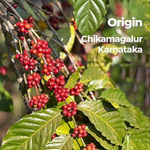 Image of Caffeinic Specialty Coffee Beans 500g - 100% Arabica, Single Origin Whole Bean Coffee, Medium Roast Smooth & Balanced with Sweet Aroma, Freshly Roasted Beans for Bean to Cup, Moka Pot & Cafetiere