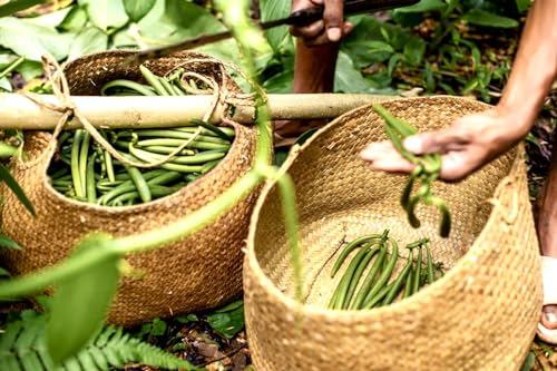 Bourbon Vanille Pulver aus Madagaskar - 40g Beutel - Premium Qualität - Unerschöpft - ungesüßt - 100% natürlich - ideal für Gebäck und Desserts