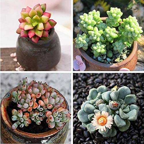 Air Purifier Ornamental Succulent Mix Seeds Pack - 50 Seeds Eco Pack - Grow Indoor & Outdoor