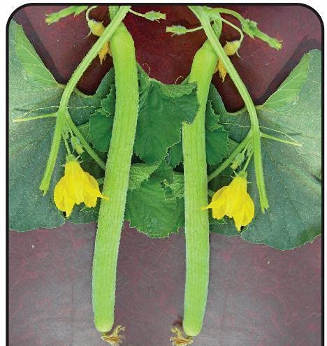 Golden Hills Farm Hybrid Cucumber Kakri Seeds - Long Melon 100+ seeds (B095X4NVNS) Amazon Price History, Amazon Price Tracker