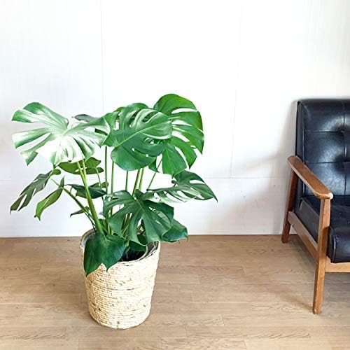 国際ブランド 確認用 モンステラ 植物 観葉植物