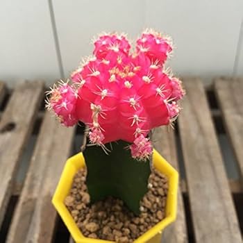 Amazon｜緋牡丹 ピンク サボテン｜観葉植物 オンライン通販
