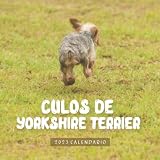 calendario yorkshire 2018  Culos de Yorkshire Terrier Calendario: Calendario 2023 - 8.5\'\'x8.5\'\' - Regalos para familiares y amigas amigos