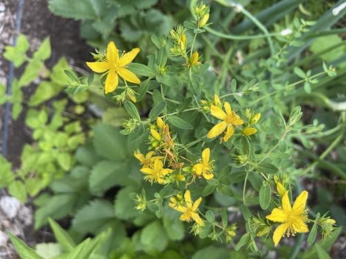 St. John’s Wort 200 Seeds - 4