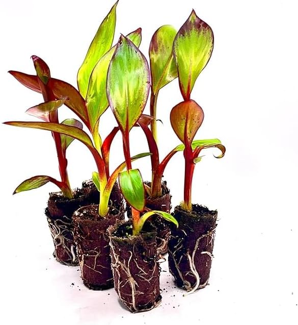 Live Red Abyssinian Banana Tree Plant Cold Hardy Banana Perennial Plant Bananas Fruits Houseplant Ornament Shurb 4-7 Inch Tall