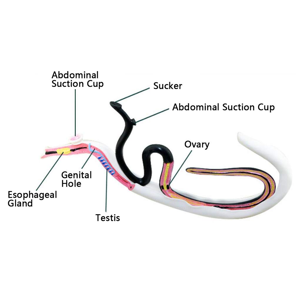Modello Di Schistosomiasi - Modello Anatomico Di Animali Speciali Modello Di Anatomia Di Schistosomiasi - Modello Di Anatomia Di Risorse Per L'Apprendimento - Modello Di Insegnamento Medico Biologico