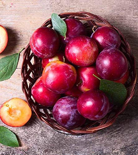 Creative Farmer Exotic Fruit Plum Live Plant Prunus Domestica Panorama Garden Fruit Plant(1 Healthy Plant) (B07PQ4F4XX) Amazon Price History, Amazon Price Tracker