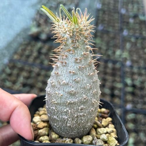 観葉植物 グラキリス パキポディウム 実生」の人気商品一覧 | 安い商品