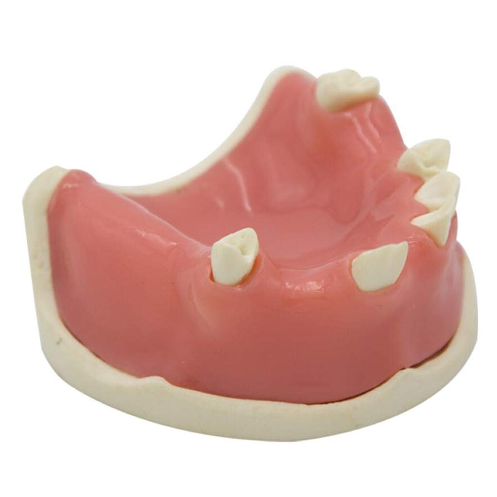 Sjdopulse Education Teeth Model - Teeth Study Teaching Model Oral Care Model - Oral Mandibular Models - Lower Jaw Planting Training Demonstration Tooth Model