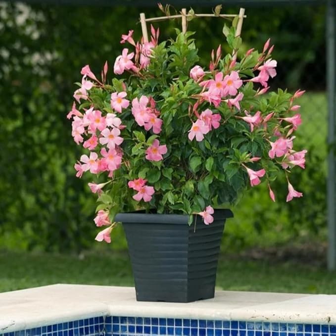 Greenursery Mandevilla Plant Garden Live Plant Nursery Outdoor Living Plant (Pink) (B0CRH2PD5P) Amazon Price History, Amazon Price Tracker