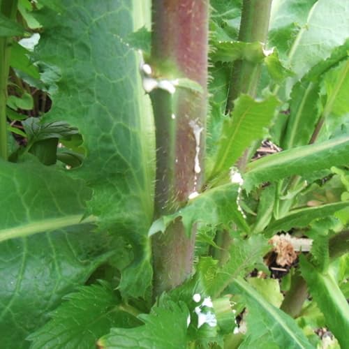 Palm Beach Medicinal Herbs - Wild Lettuce (Lactuca virosa) - Packet of 50 Seeds