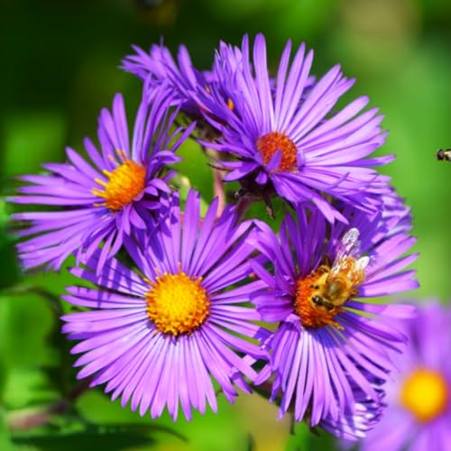 TomorrowSeeds - Tahoka Daisy (Prairie Aster) Seeds - 12,000+ Count - for 2026 Planting Purple Prairie Aster Tansyleaf Silver Tansy Xeriscape Drought-Tolerant Wildflower Flower Grow Your Own Home Farm