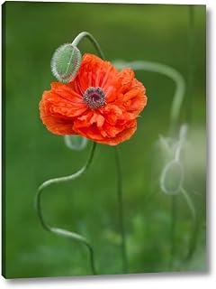 Canada, New Brunswick Poppy flower and bud by Ellen Anon - 12" x 16" Canvas Art Print Gallery Wrapped - Ready to Hang