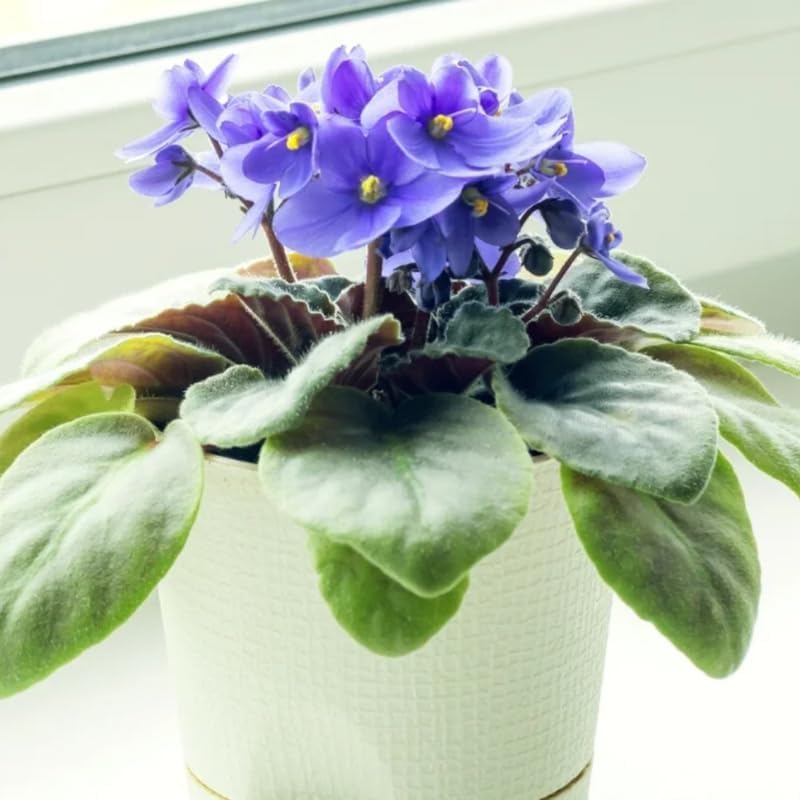 Miniatura 6 de Planta viva azul claro violeta africana en maceta de 4 pulgadas, planta de interior floreciente, planta de fácil cuidado para decoración del hogar u