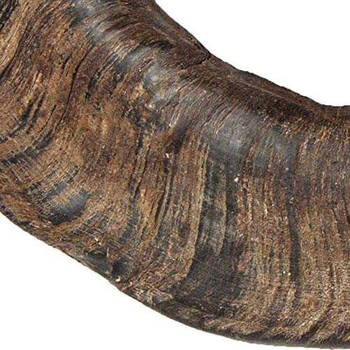 TX-27743 Buffalo Chewing Horn Large – Ansicht 4
