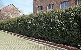 15st. Portugiesischer Kirschlorbeer 100-125cm XXL Super Buschig als kräftige Topfware Kirschlorbeer Prunus lusitanica 'Angustifolia' Lorbeer Gartenhecke Sichtschutz