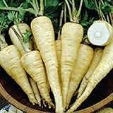 Parsnip, All American Parsnip Seeds, Heirloom, Non GMO, 25+ Seeds, Parsnip Seeds