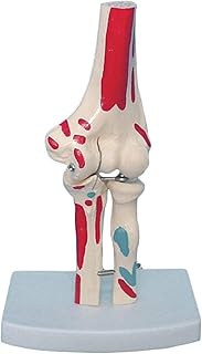 Study Model Elbow Joint Model - Anatomical Human Elbow Joint Model Life Size Elbow Skeleton Model - for Medical Educational Training Aid,Teaching Display Medical Model SaiFei