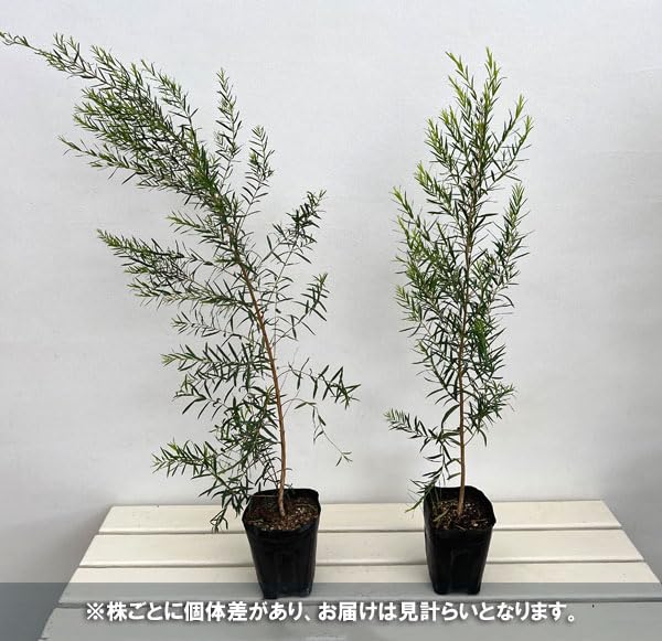 Amazon.co.jp: メラレウカ：スノーインサマー4～5号ポット[真綿のよう