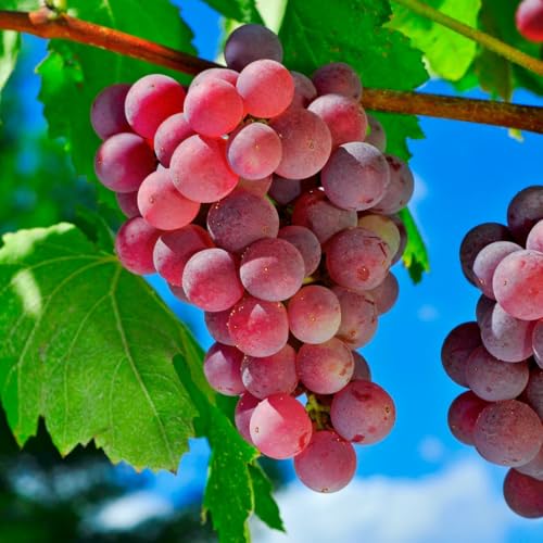 100+ Organic Red Grape Seeds for Planting, Non-GMO Heirloom Fruit Seeds for Home Garden and Backyard, Sweet and Juicy Vitis Vinifera Variety