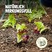 Substral Naturen Schneckenkorn Limex Bio, 500g für 167 m², natürliches, regenfestes Ködergranulat zur Schneckenbekämpfung