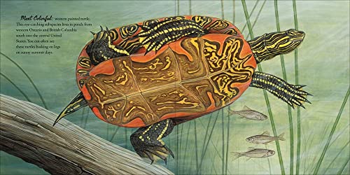 Clarion Books 9780358458074 The Book Of Turtles thumb #2