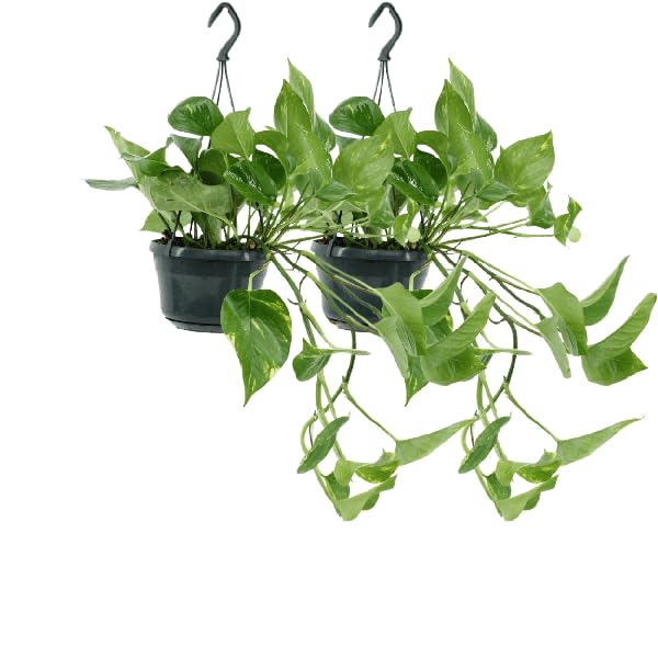 Efeutute Epipremnum Aureum Scindapsus Zimmerpflanze Ø15 cm 25 cm