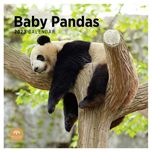 Bright Day Calendrier mural 2023 Baby Pandas 30,5 x 30,5 cm Ours mignon Cover