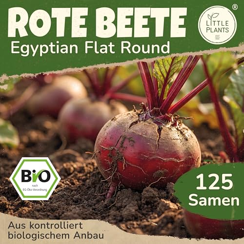 Little Plants BIO Rote Beete Samen 125 Rote Bete Samen Egyptian Flat Round Gemüsesamen für Gemüsegarten Samenfest Gemüse Samen für Küche, Balkon und Garten