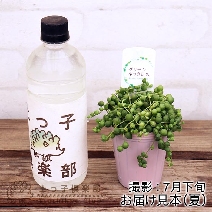 グリーンネックレス Amazon|グリーンネックレス(緑の鈴) (グリーンネックレス(緑