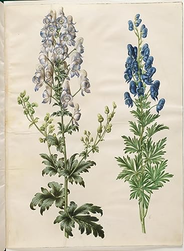 Impression sur Toile de Qualité Musée Aconitum Variegatum de Hans Simon Holtzbecker 60x90