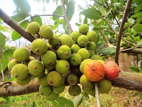 Image of All-Time12 Months Hybrid Grafted Guti Kolom Live Fruit Plant Original & Authentic Organic Tree for Outdoor Fast-Growing Fruit Plant Home Pack Of-1 (Fig Anjeer Air Layered Grafted Plant, Medium)