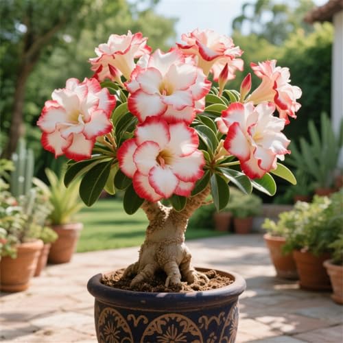 La rosa del desierto florece fácilmente durante toda la temporada sin necesidad de mantenimiento-1tubérculos-F